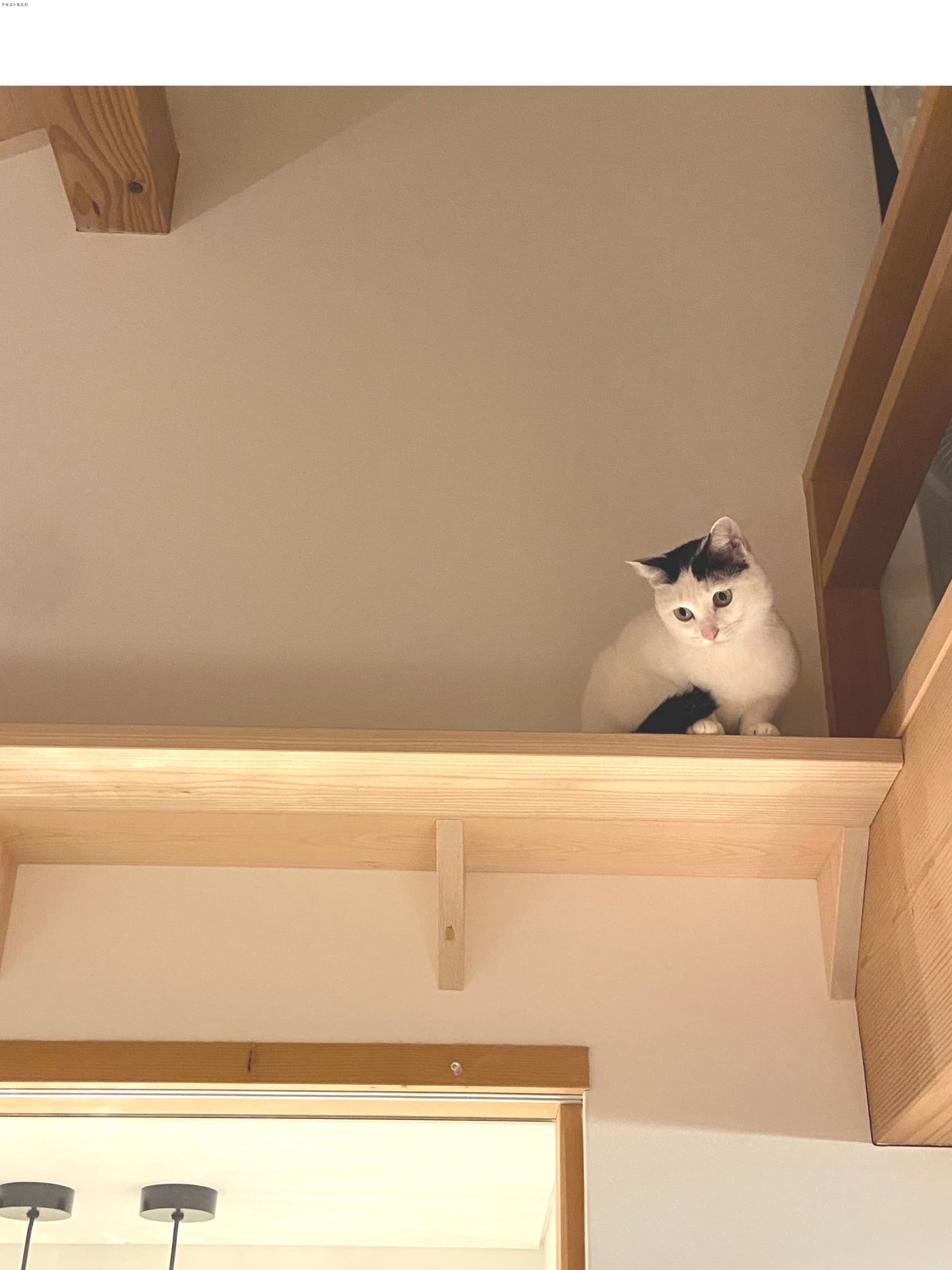 cat.jpg